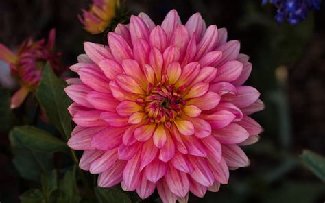 Download 3840x2400 Wallpaper Pink Dahlia Flower 4k Ultra Hd 1610 Widescreen 3840x2400 Hd