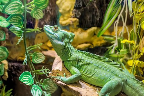 Reptiles Características Alimentación Hábitat Reproducción