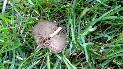 Mushrooms Popping Up In Your Lawn Think Ipm Blog