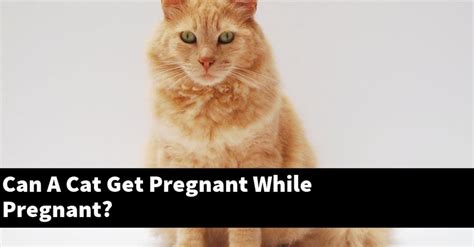 Can A Cat Get Pregnant While Pregnant Catstopics