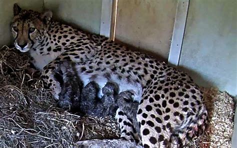 Cheetah Cubs Born At National Zoos Front Royal Facility The
