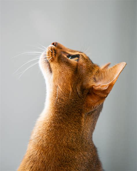 Cat Studio Photography Abyssinian Cat Looking Up By Mark Rogers