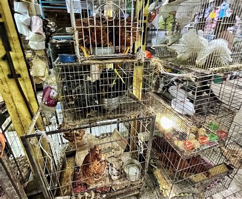 Indiscriminada Venta De Animales En El Mercado De Sonora Diario Basta