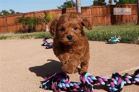 Our goldendoodle puppies are born and raised in our home, only breeding fully health tested parents with the best outgoing temperaments. Brooklyn: Goldendoodle puppy for sale near San Diego ...