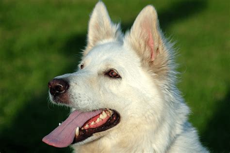 White German Shepherd Dog Breed Profile And Facts Marvelous Dogs