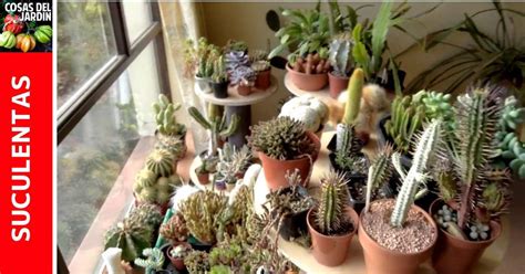 Al igual que las demás plantas, los cactus y suculentas necesitan el cambio a una maceta mayor cada 2 ó 3 años, dependiendo de la especie y de su crecimiento. Como mantener vivas las suculentas durante el invierno ...