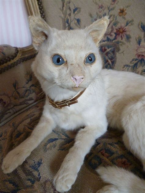 Rare Vintage Taxidermy Creamy White Pussy Cat Blue Glass Eyes Gold