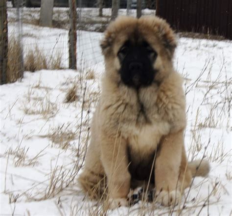 Caucasian Shepherd Puppies For Sale Standish Mi 324291