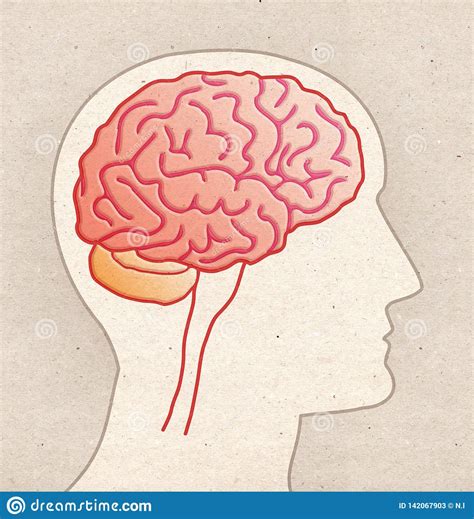 Human Anatomy Drawing Profile Head With Brain Side View