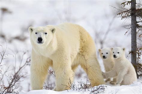 Happy International Polar Bear Day 2018 What Is It About And How Can