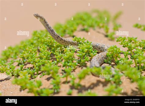 Bitis Peringueyi Péringueys Adder Poison Snake From Namibia Sand
