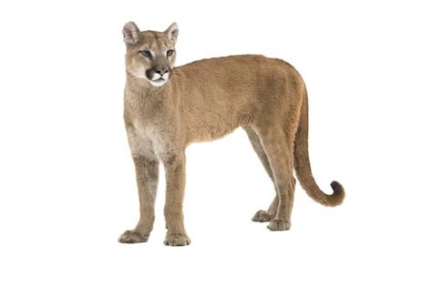 Cougar Animal Facts Felis Concolor Az Animals