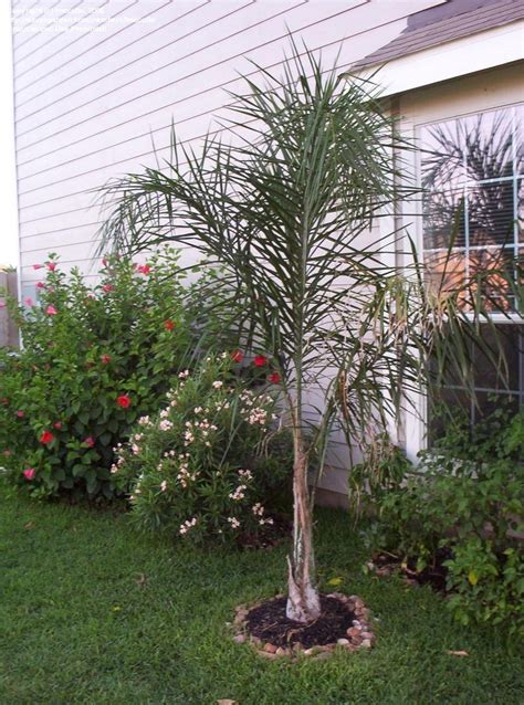 Syagrus romanzoffiana, the queen palm or cocos palm, is a palm native to south america, introduced throughout the world as a popular ornamental garden tree. PlantFiles Pictures: Queen Palm, Cocos Plumosa, Jeriva ...