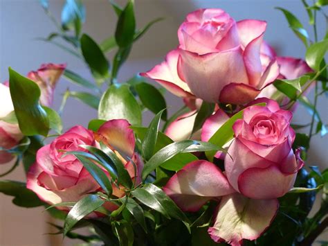 Rose Ecuador Pink · Free Photo On Pixabay