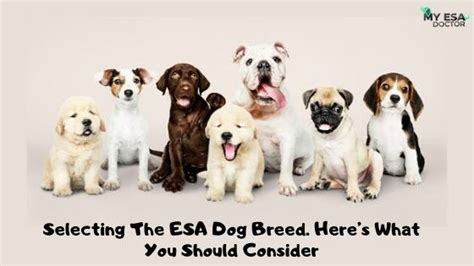 Selecting The Esa Dog Breed Heres What You Should Consider By My