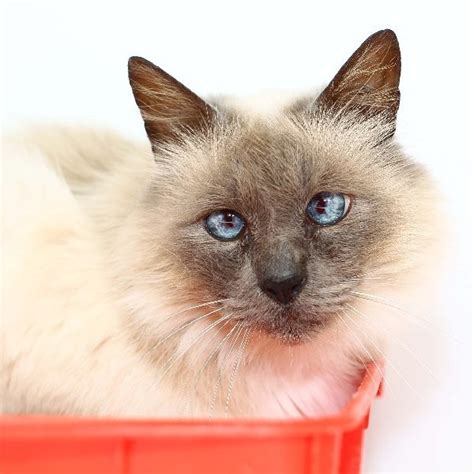 Humphrey Male Birman Mix Cat In Vic Petrescue