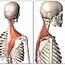 Get To Know Your Muscles Upper Trapezius — Kinfolk Physiotherapy 