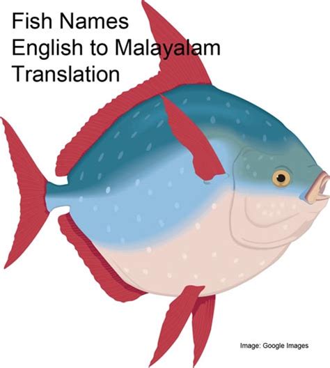 Below is a list of all the. Fish Names - English to Malayalam Translation - Cooking ...