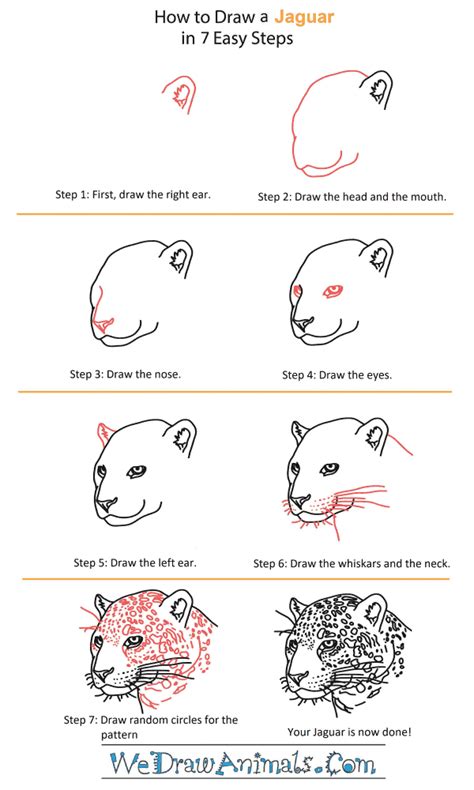 Learn to draw a jaguar cute drawings animal drawings. How to Draw a Jaguar Head