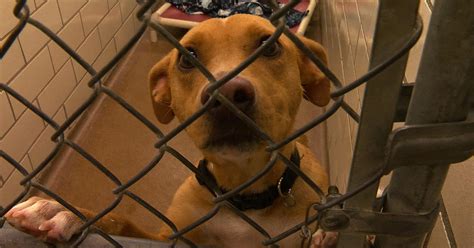 Animal Humane Society Reopening Woodbury Shelter With Limited Services