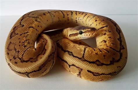 Lemon Blast Ball Python Morph Facts Appearance Pictures And Care Guide