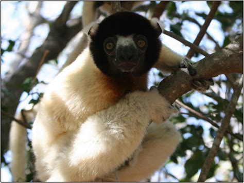 Special Section On The Crowned Sifaka Propithecus Coronatus Introduction