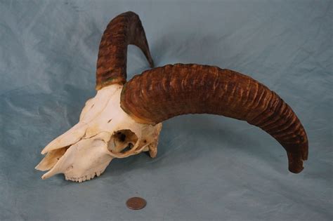 Mouflon Mountain Sheep Ram Skull With 142 Horns Etsy
