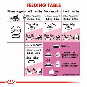  Cat Feeding Chart By Age