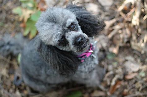 Miniature Poodle Dog Breeds Facts Advice And Pictures