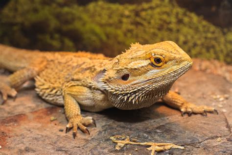 Bearded Dragon Pet