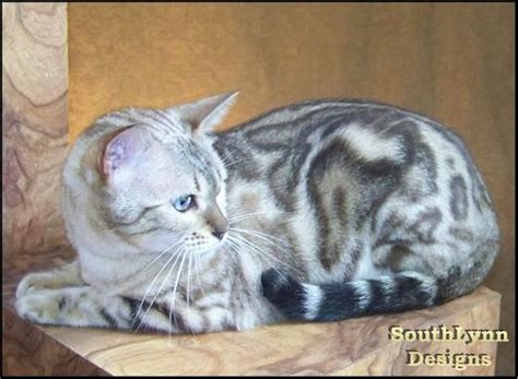17 Best Images About Bengal Cats On Pinterest Cats