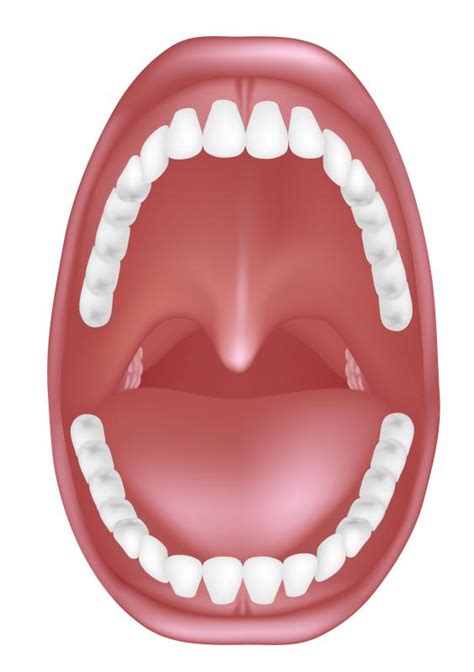 Mouth Palate Anatomy