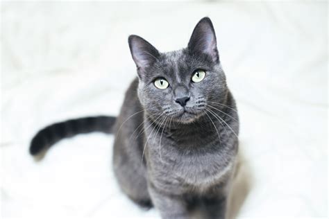 Russian Blue Cat Breed Profile Characteristics And Care