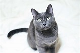 Russian Blue: Cat Breed Profile, Characteristics & Care