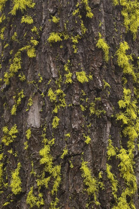 Tree Bark Mossy 2 Photograph By John Brueske Fine Art America