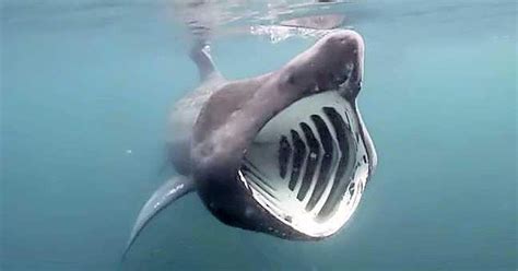 Gevaarlijk, want de bioloog is nu gebeten door een haai! Freek Vonk waarschuwt voor haaien in Noordzee ...