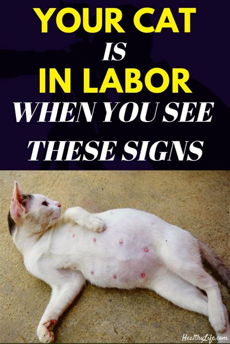 Pregnant Cat Labor Signs