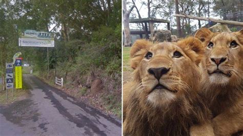 At 270 million video hits to date, crocker is patient zero. Zookeeper mauled by lions at Australian zoo