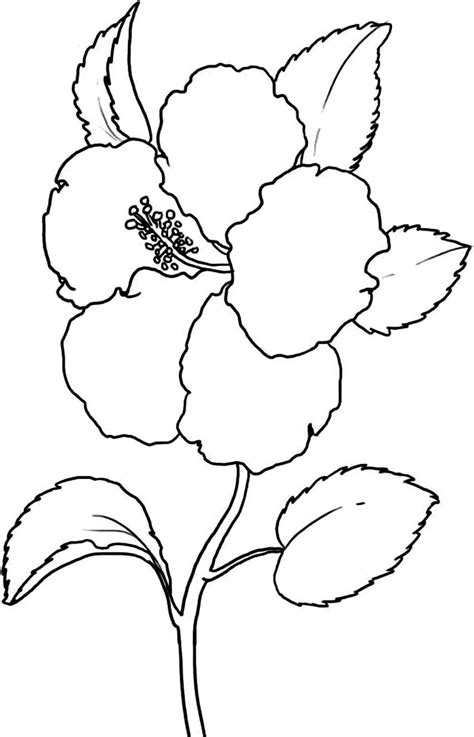 Classic flower coloring sheets of calla lily, daisy. Free Printable Hibiscus Coloring Pages For Kids