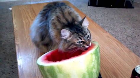 33 Important Inspiration Funny Images Of Cats Eating