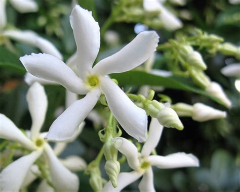 How To Grow Trachelospermum Jasminoides The Garden Of Eaden