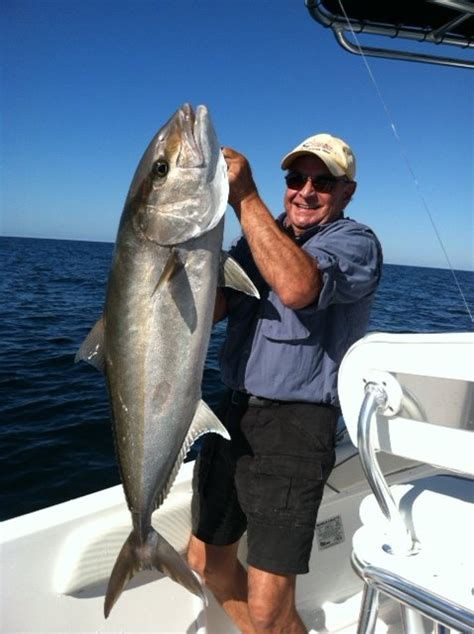 Greater Amberjack Florida Sportsman