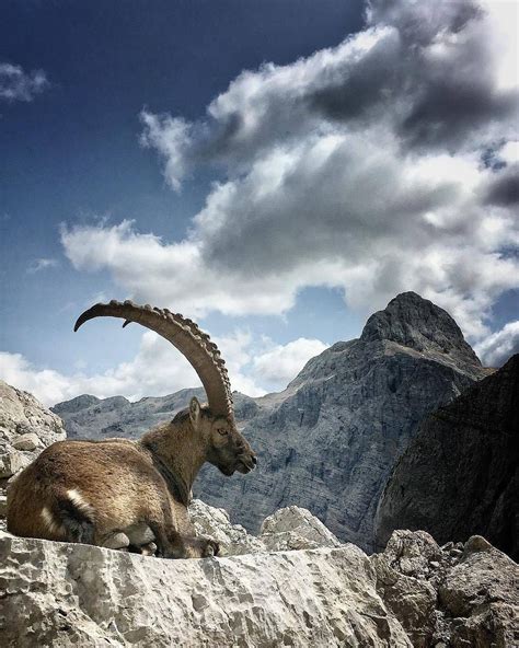 An Animal That Is Laying Down On Some Rocks With Mountains In The Backgroud