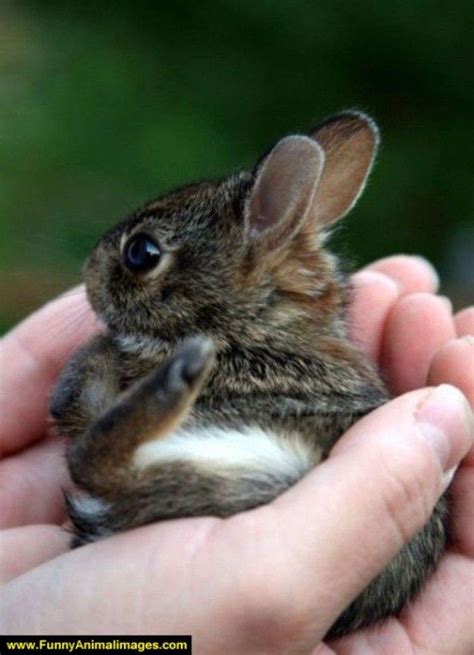 Cuddly Rabbit Rabbitoftheday Cute Animals Cute Baby Animals Cute