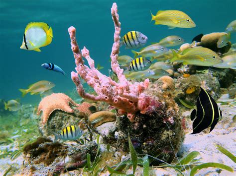 Caribbean Sea Life Stock Image Image Of Marine Colorful