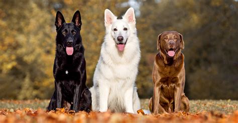 German Shepherd Vs Labrador Retriever Two Loving And