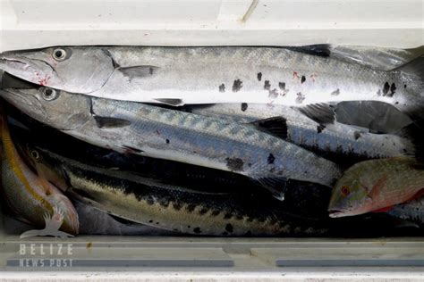 Suspected Ciguatera Poisoning Detected In Fish Consumers The San