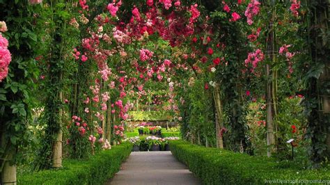 Rose Garden Wallpapers Wallpapers Cave Desktop Background