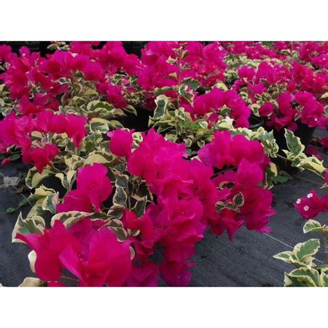 Their designs are a reasonable substitute to the costly use and replacement of fresh flowers. Bougainvillea-1 - The Home Depot
