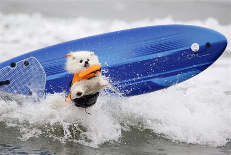 Surfin Usa Riding The Waves Surfin Dogs Usa